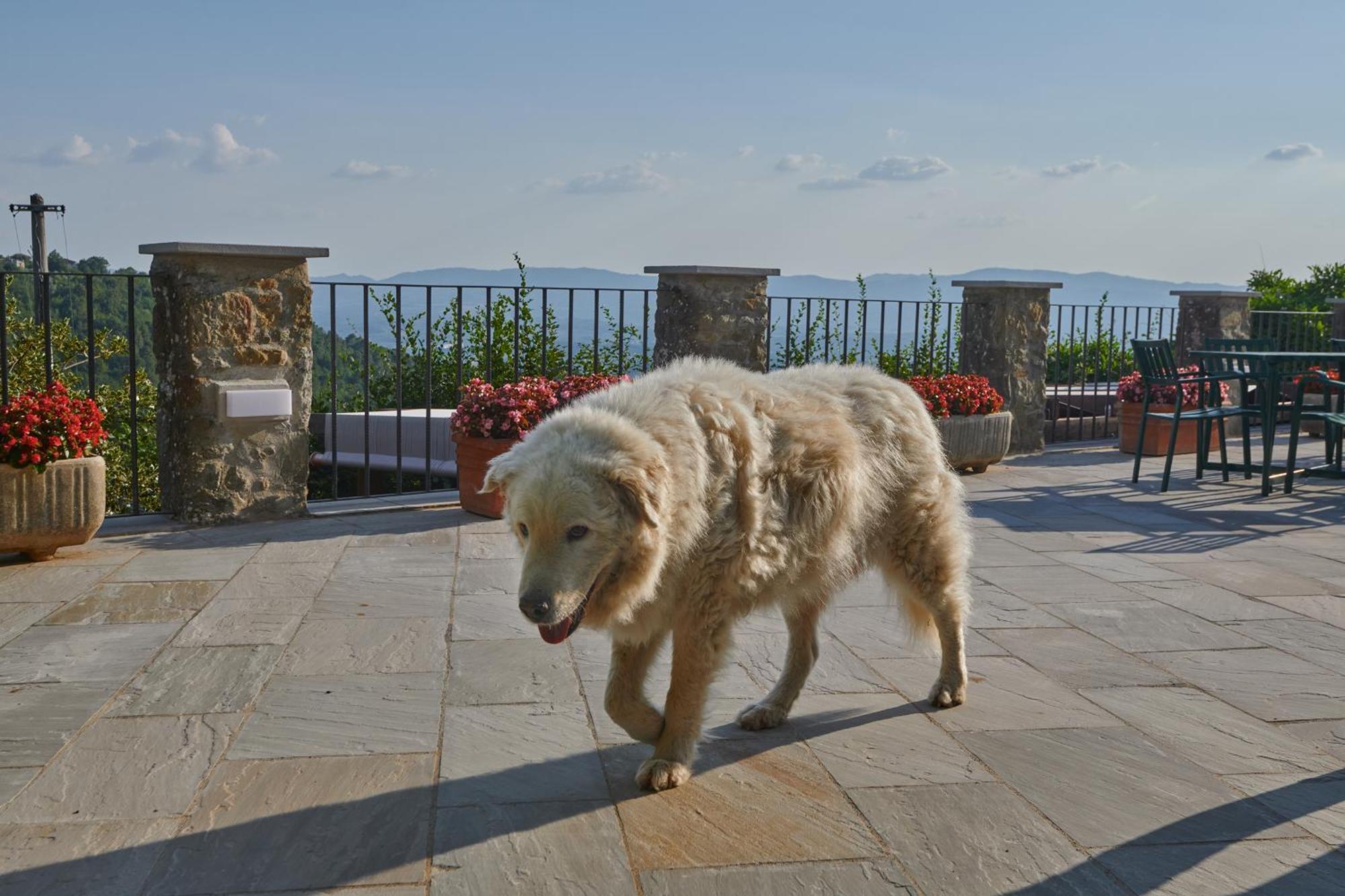 Agriturismo Borgo Mocale Castelfranco di Sopra Ngoại thất bức ảnh